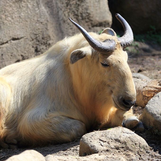 2019.3.24 Golden Takin – pouch babies